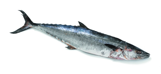 Kingfish | King Mackerel | Seacore Seafood Products